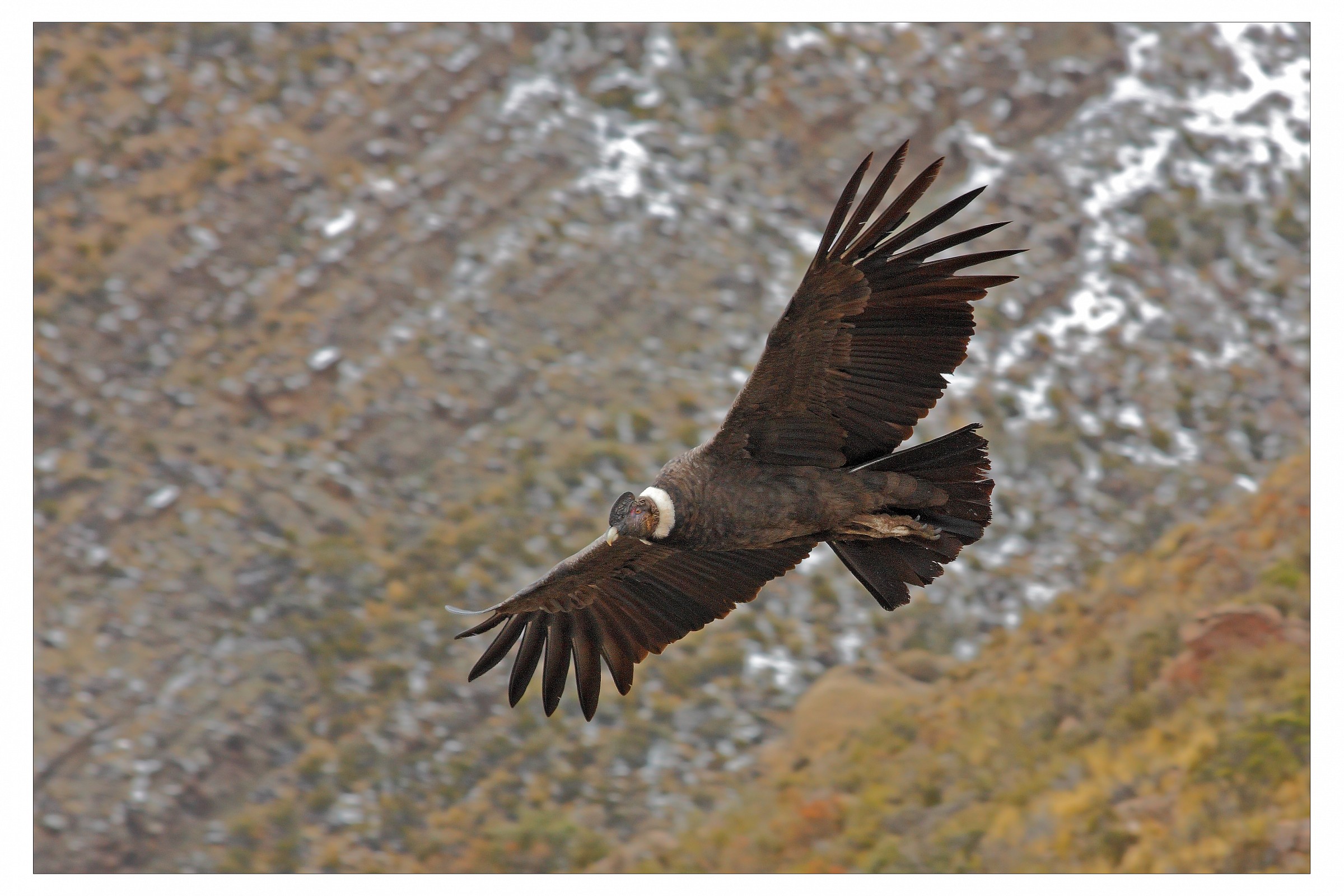 Condor delle Ande (Vultur gryphus)
