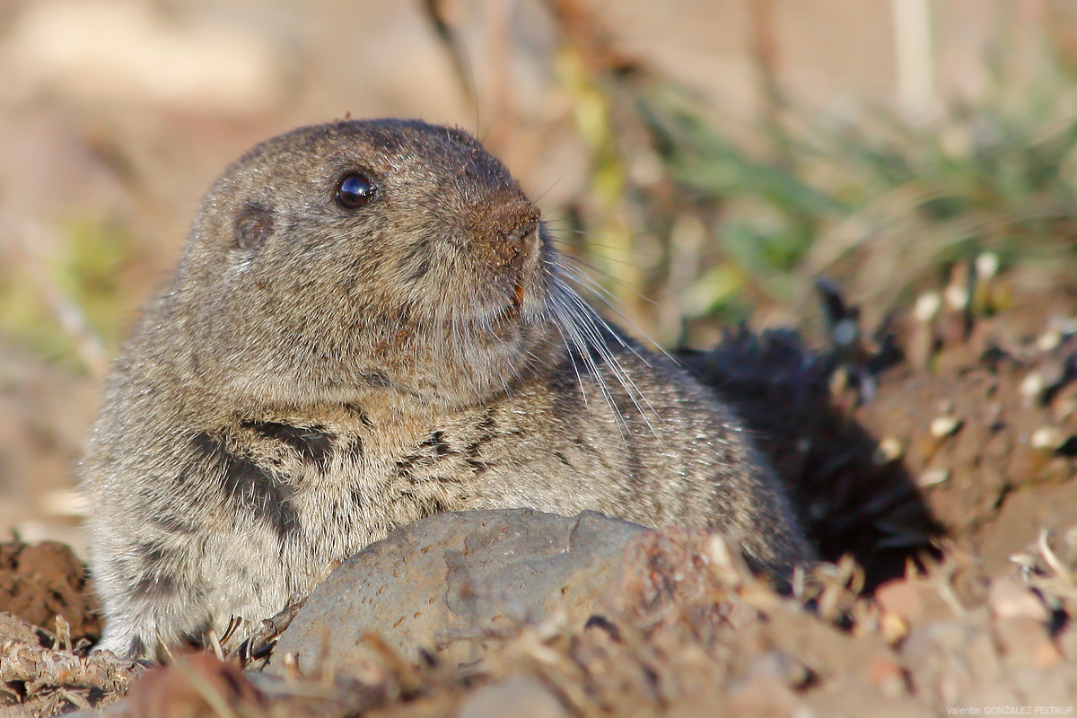 Tucu tucu (Ctenomys)