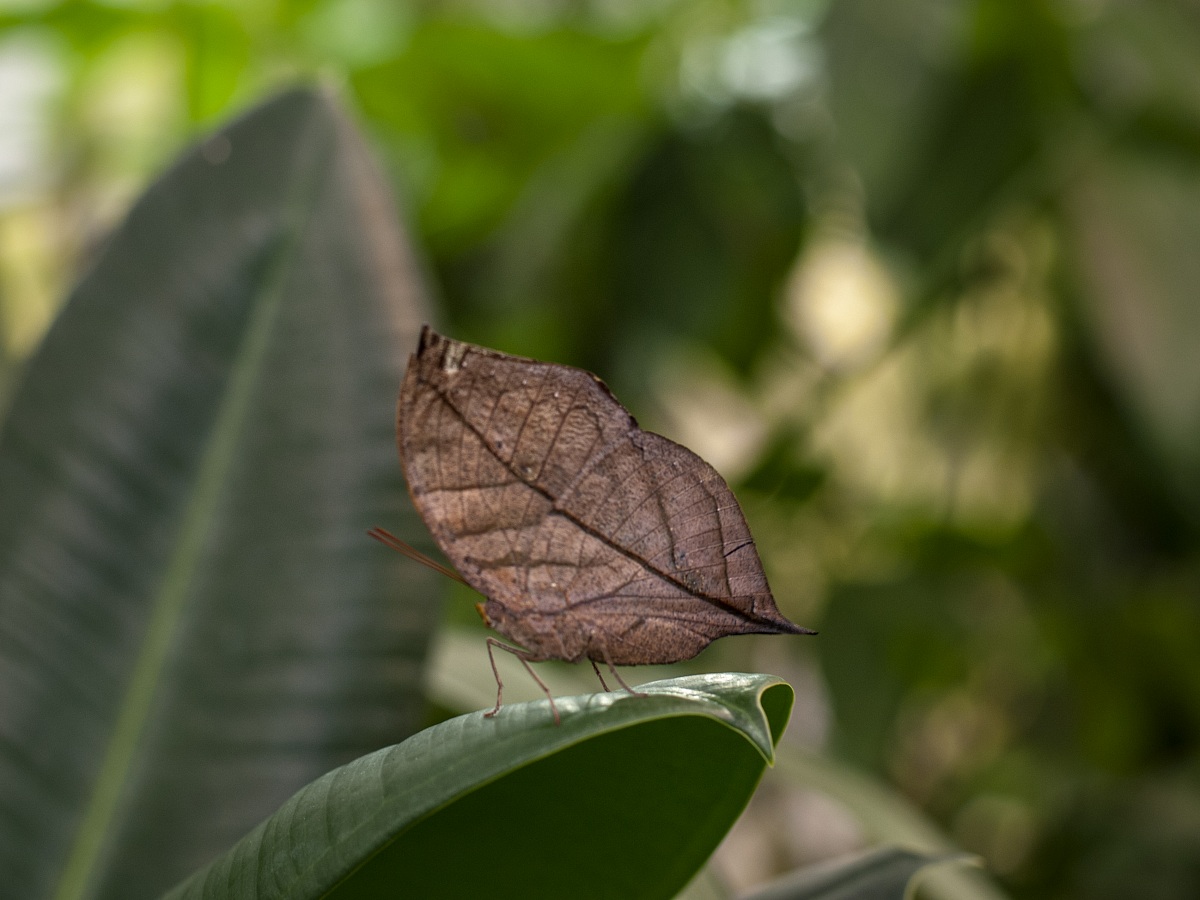 Kallima Inachus - Farfalla Foglia