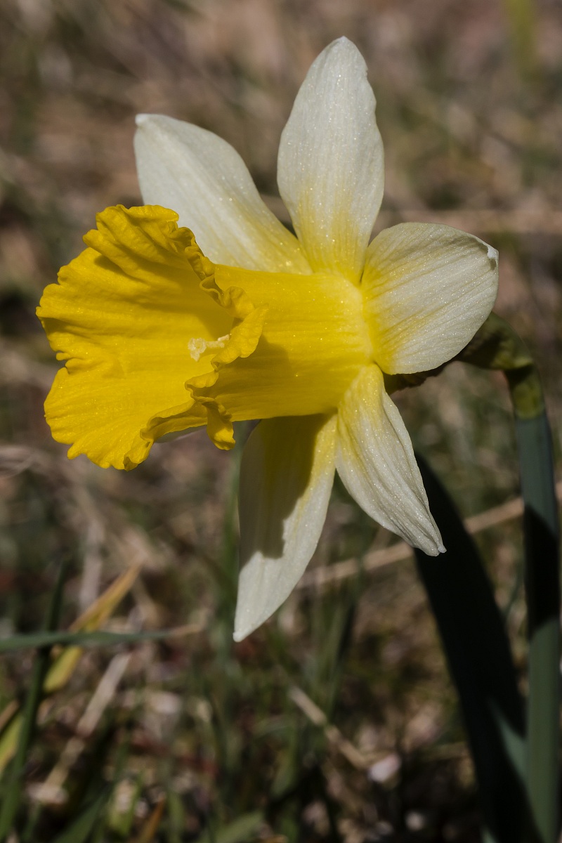 Narcissus on Prati di Masone - GE