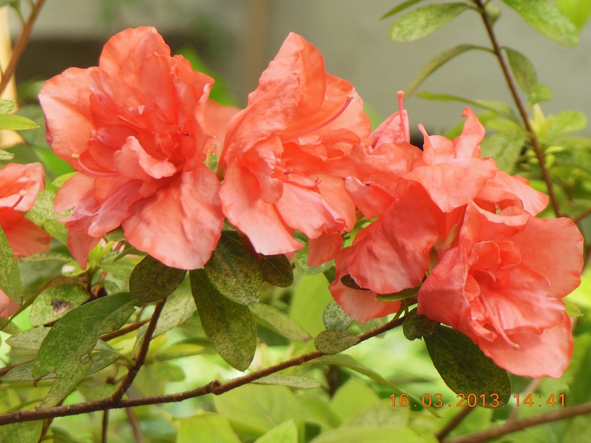 azalea arancio