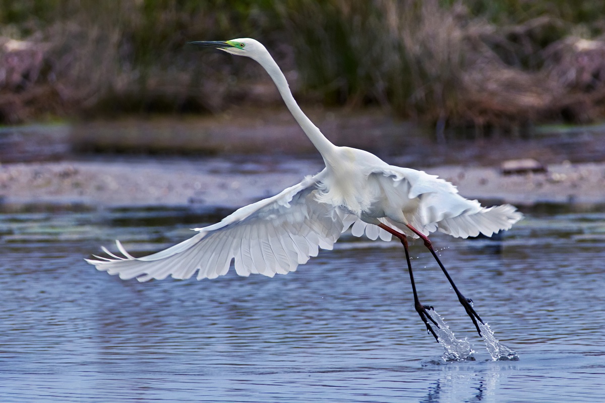 White Airome Major Modesto