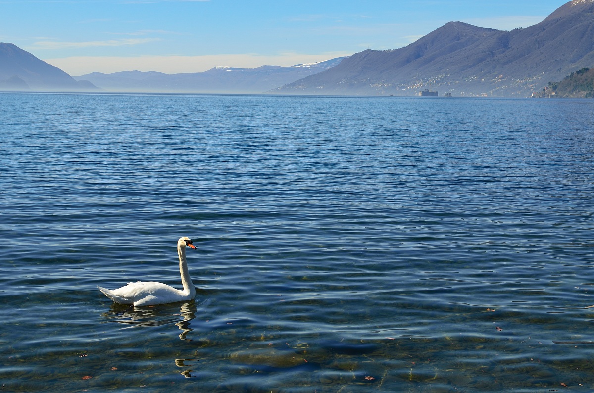Il cigno e i castelli di cannero