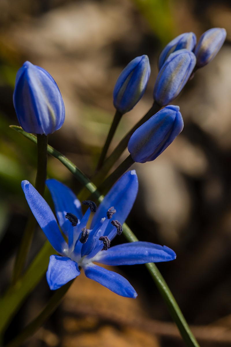 Wild hyacinth (Scilla bifolia)