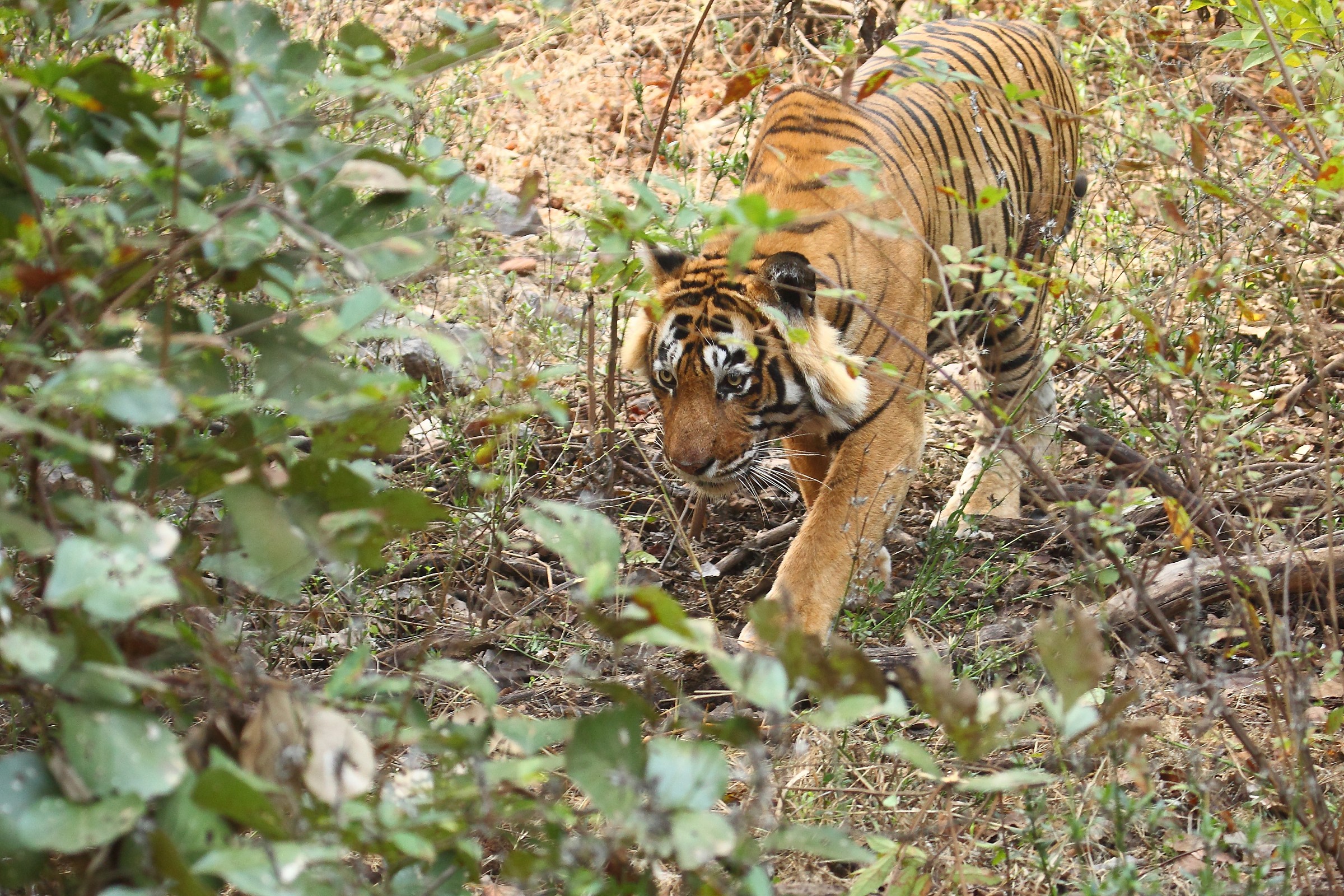 The Queen of Ranthambhore