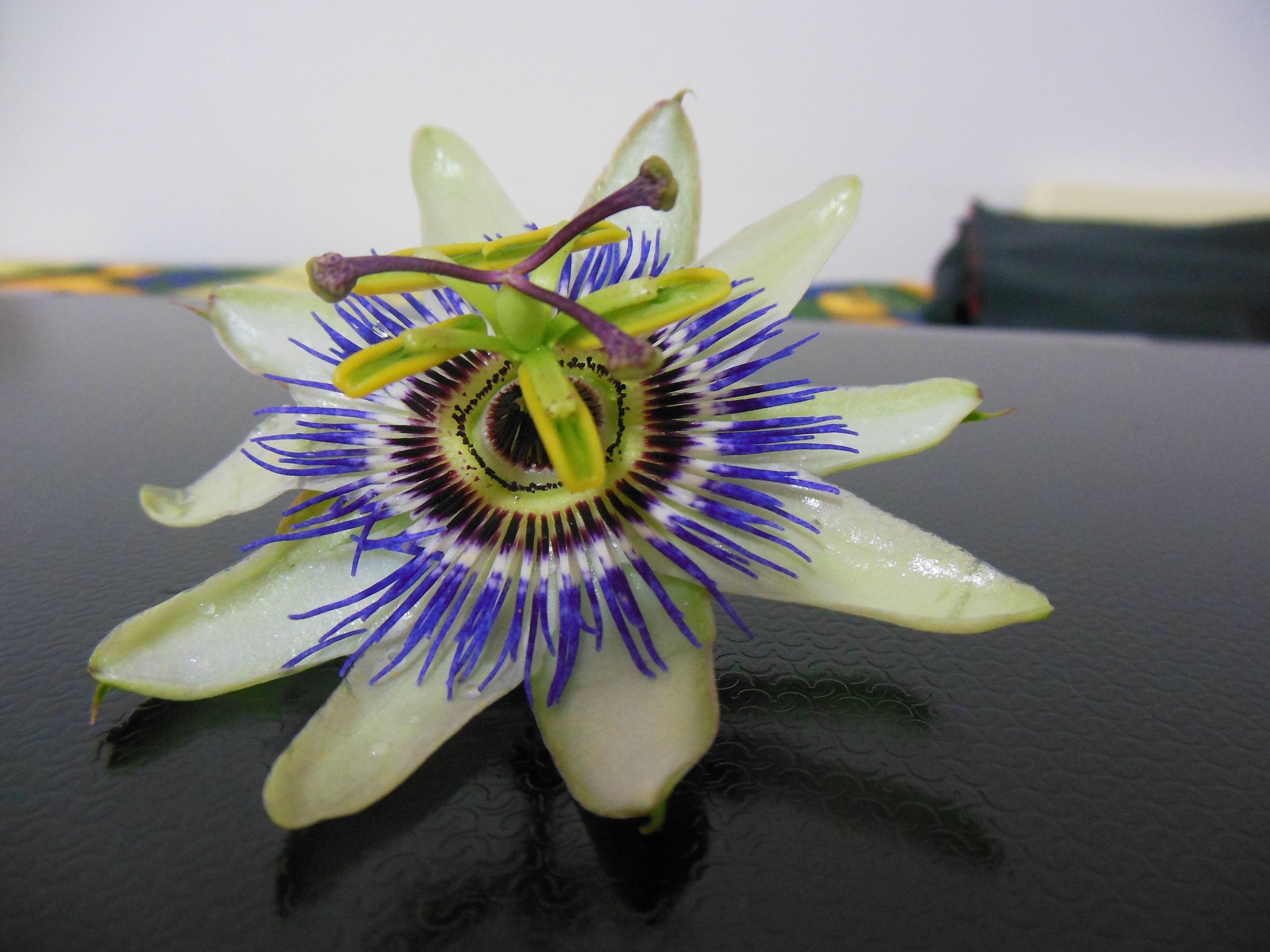 la passiflora