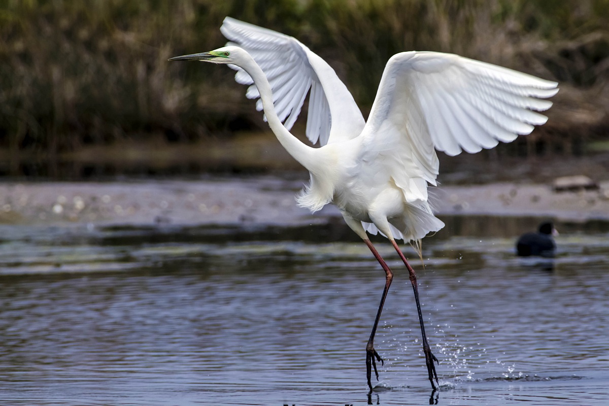 Airone Bianco Maggiore