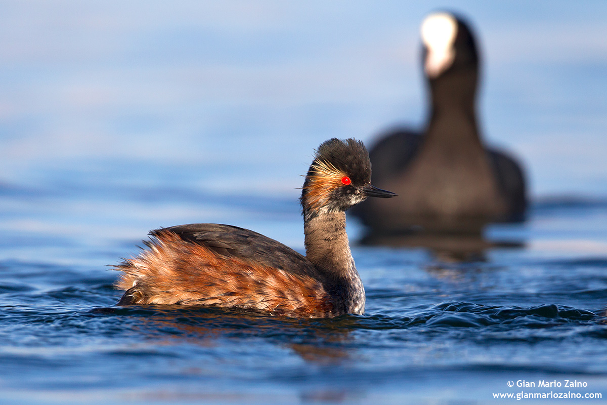 Podiceps nigricollis / Svasso piccolo