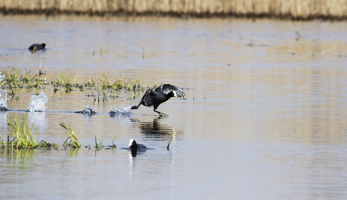 Coot in flight