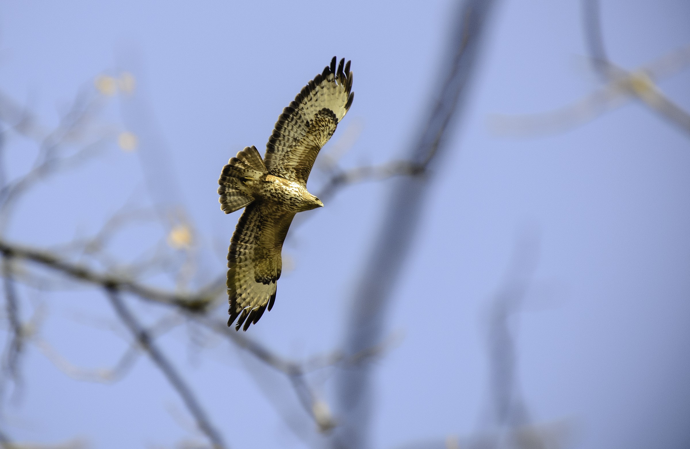 My first Raptor .... caught me unprepared!!