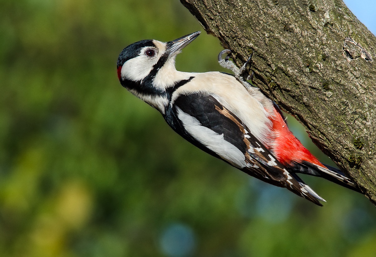 picchio rosso maggiore