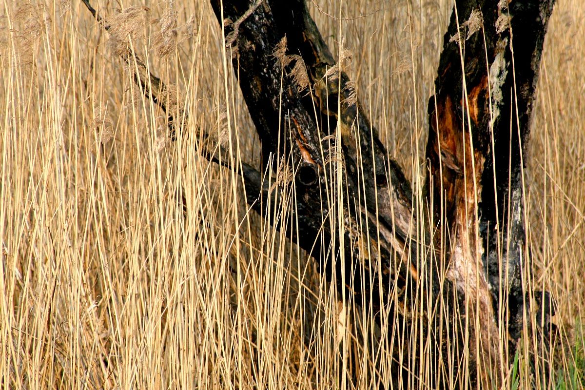 tra il fiume e la laguna