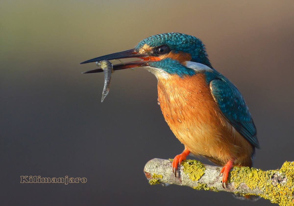 Pesca alle calde luci del tramonto
