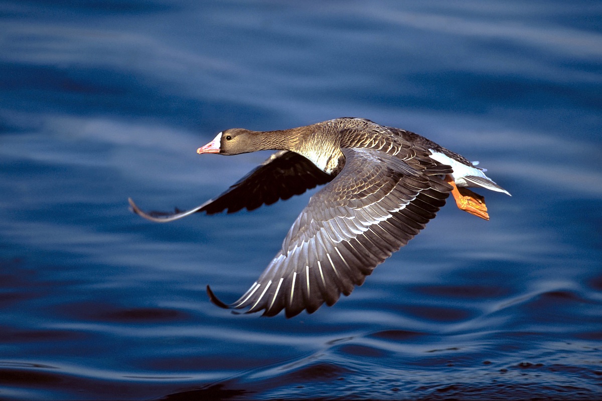 White-fronted Goose - fledging