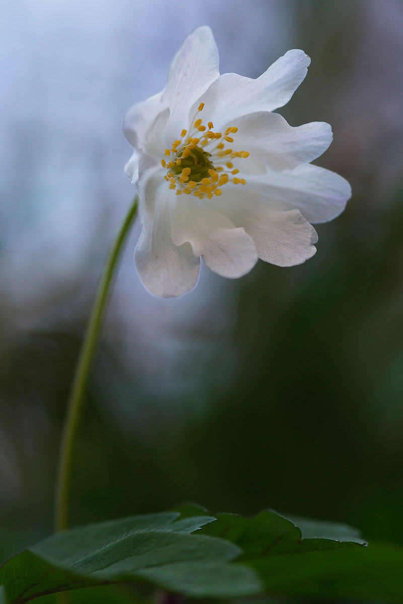 Anemone nemorosa