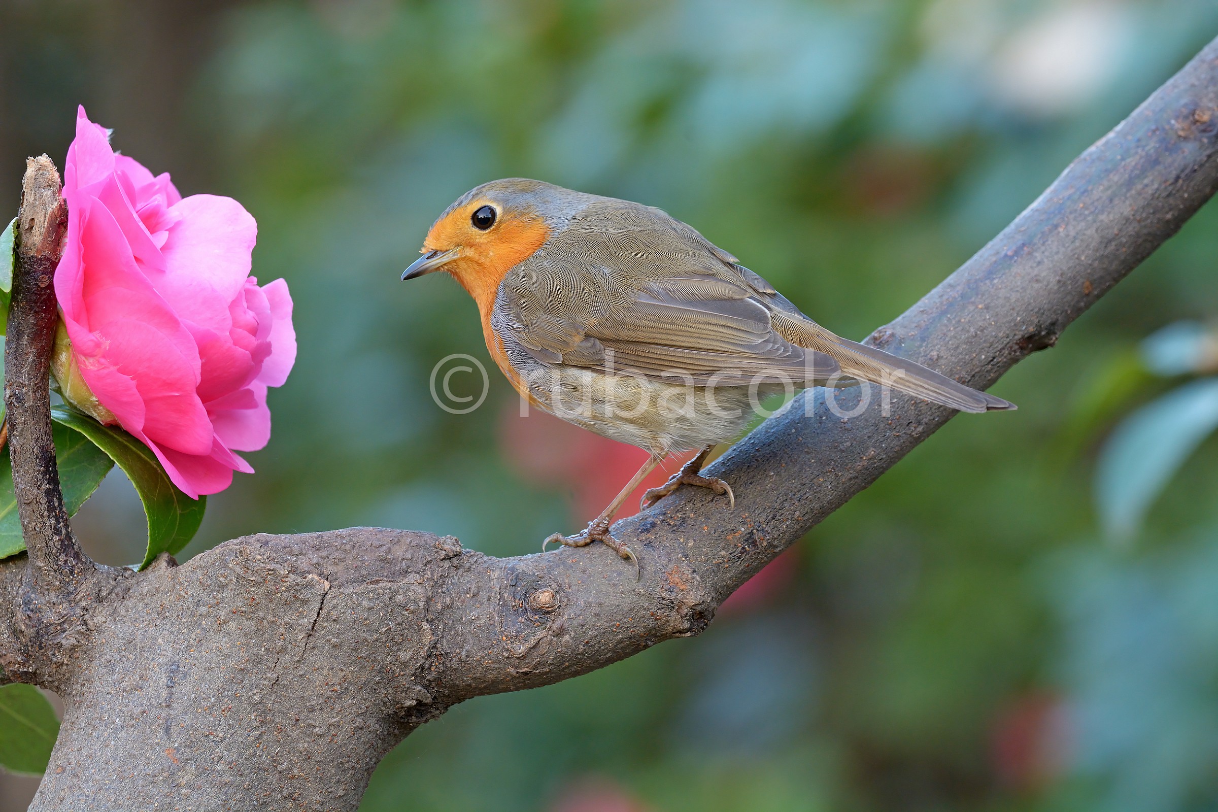 Robin among the flowers