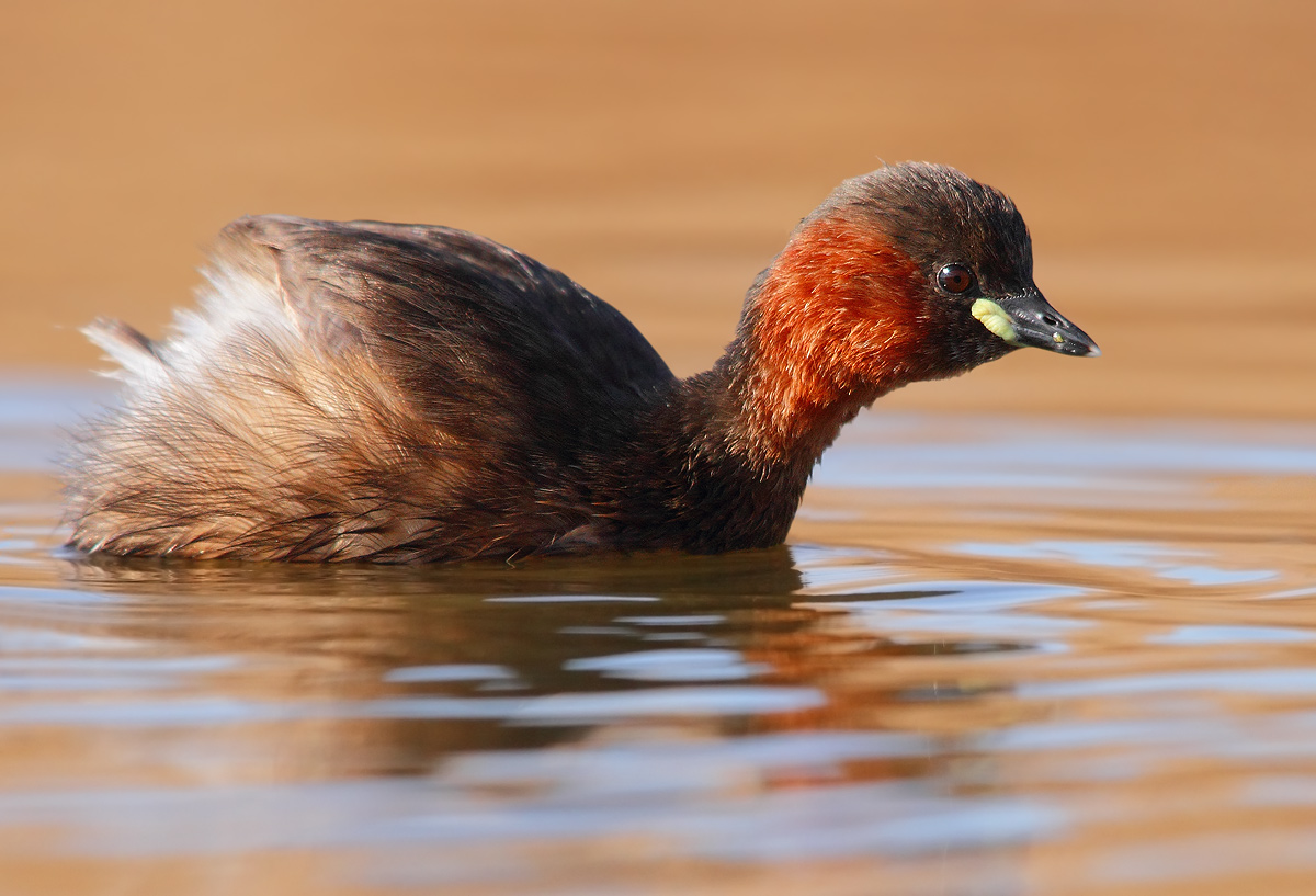Little Grebe