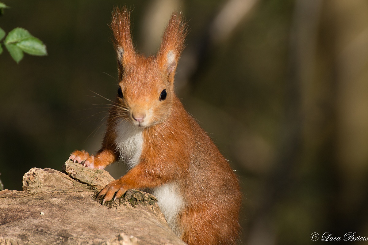 scoiattolo rosso