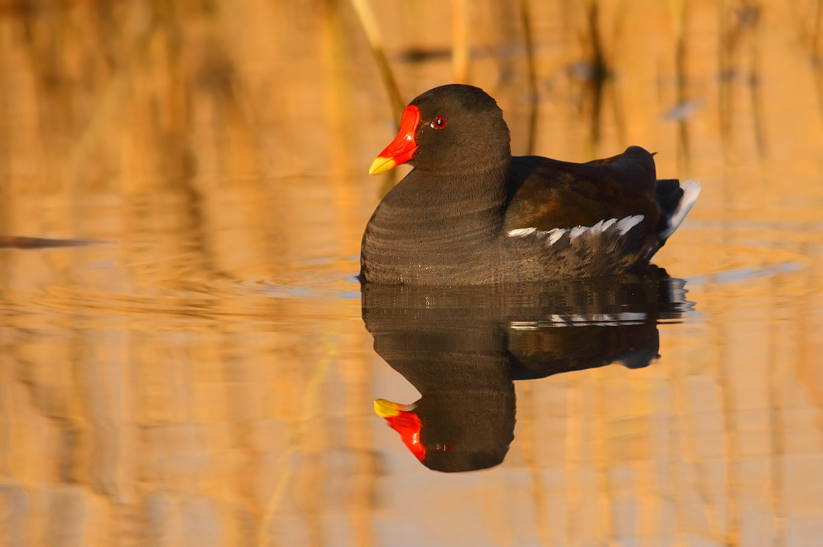 moorhen