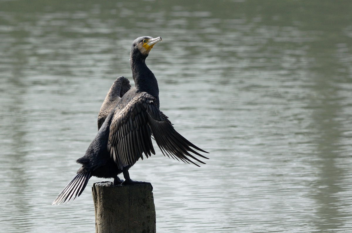Cormorano impettito
