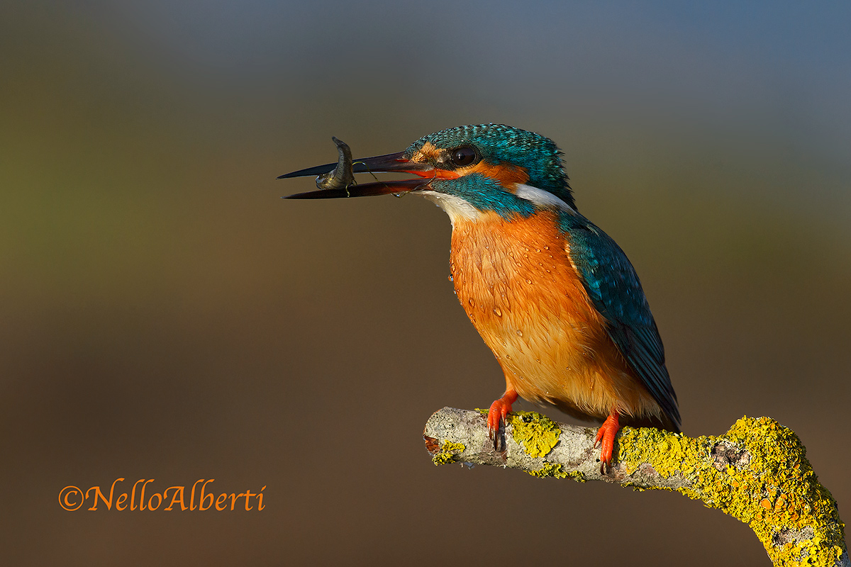 Martino al tramonto con pesciolino