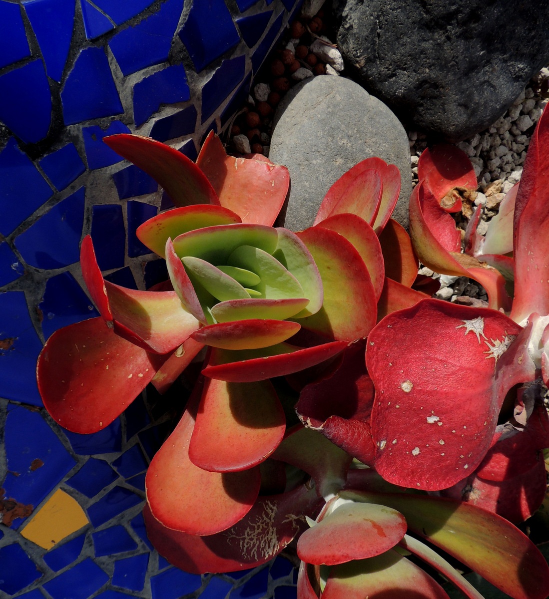 Tenerife-Kalanchoe thyrsiflora