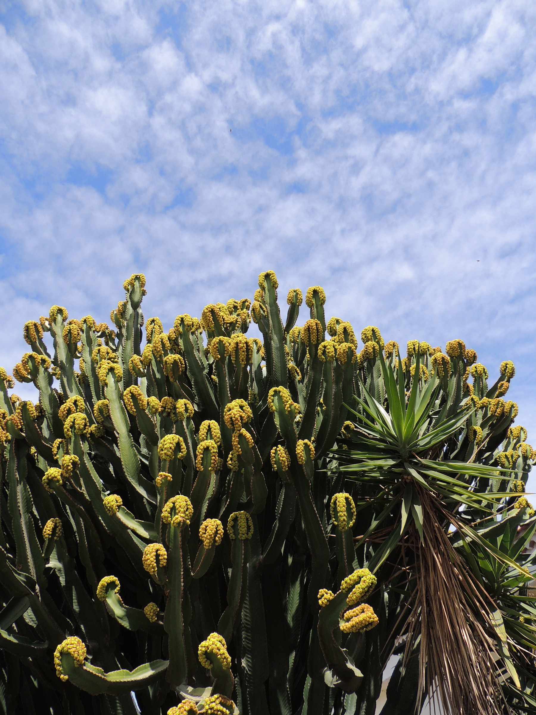 Tenerife-euphorbia ammak-pianta