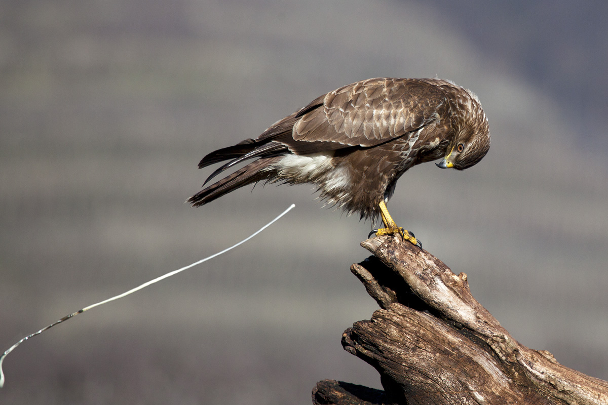 In the face of "schittatina" .....