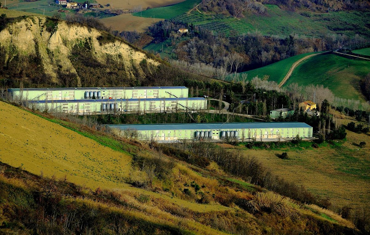 Fabbrica dei polli.