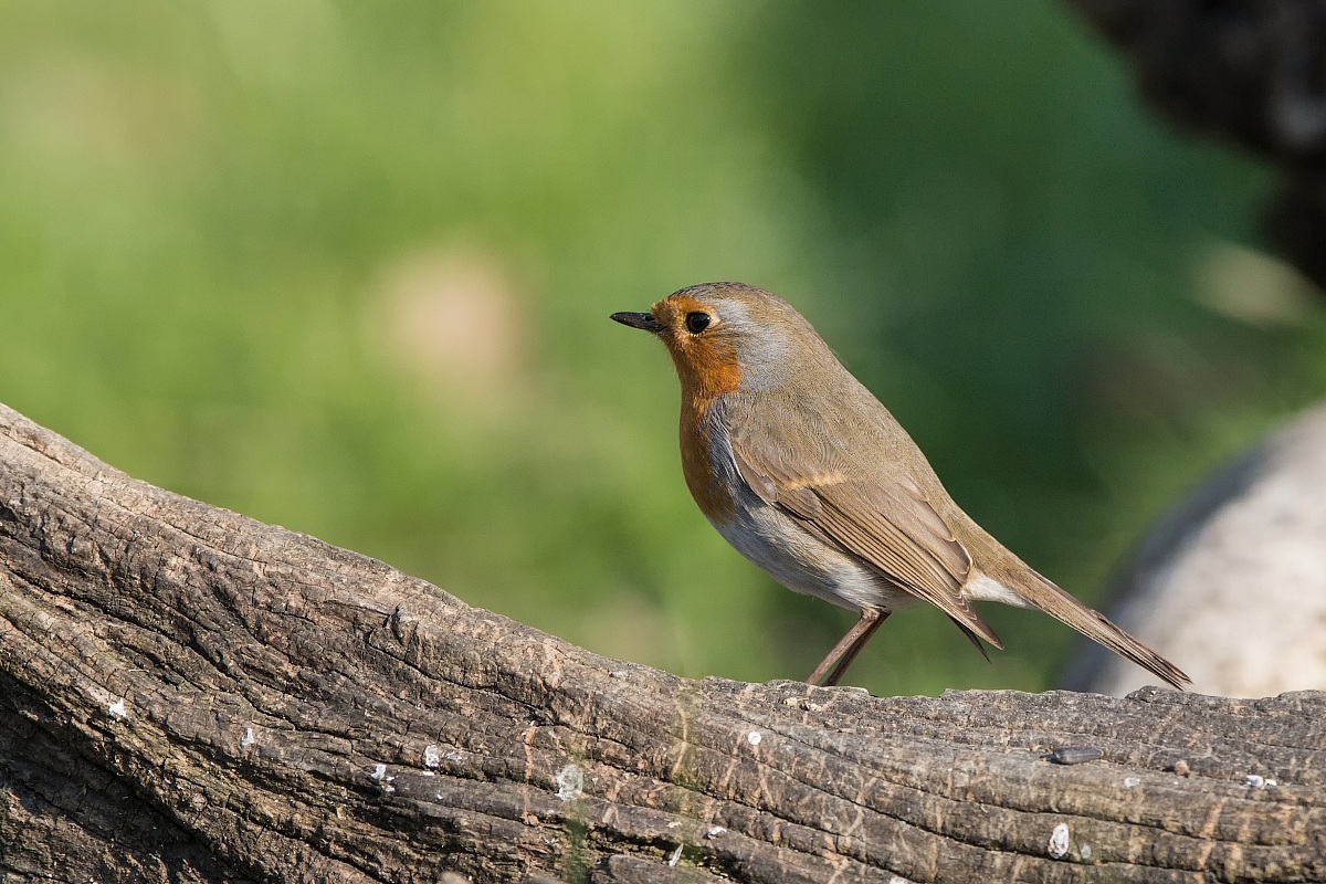 Parco della Piana - Sesto Fiorentino - 01