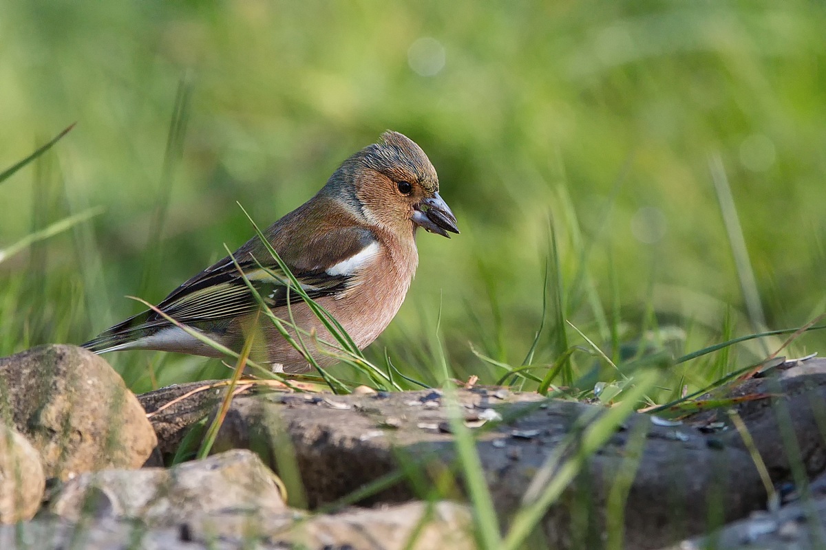 Parco della Piana - Sesto Fiorentino - 02