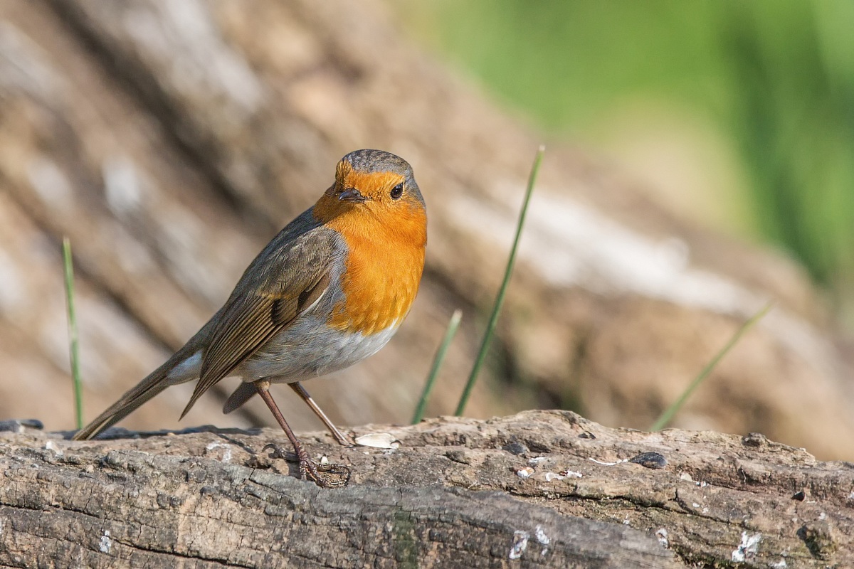 Parco della Piana - Sesto Fiorentino - 03