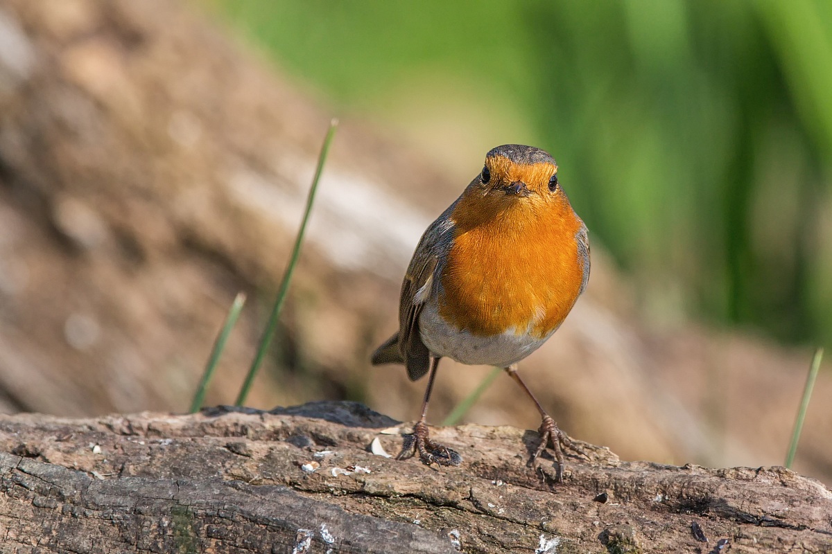 Parco della Piana - Sesto Fiorentino - 04