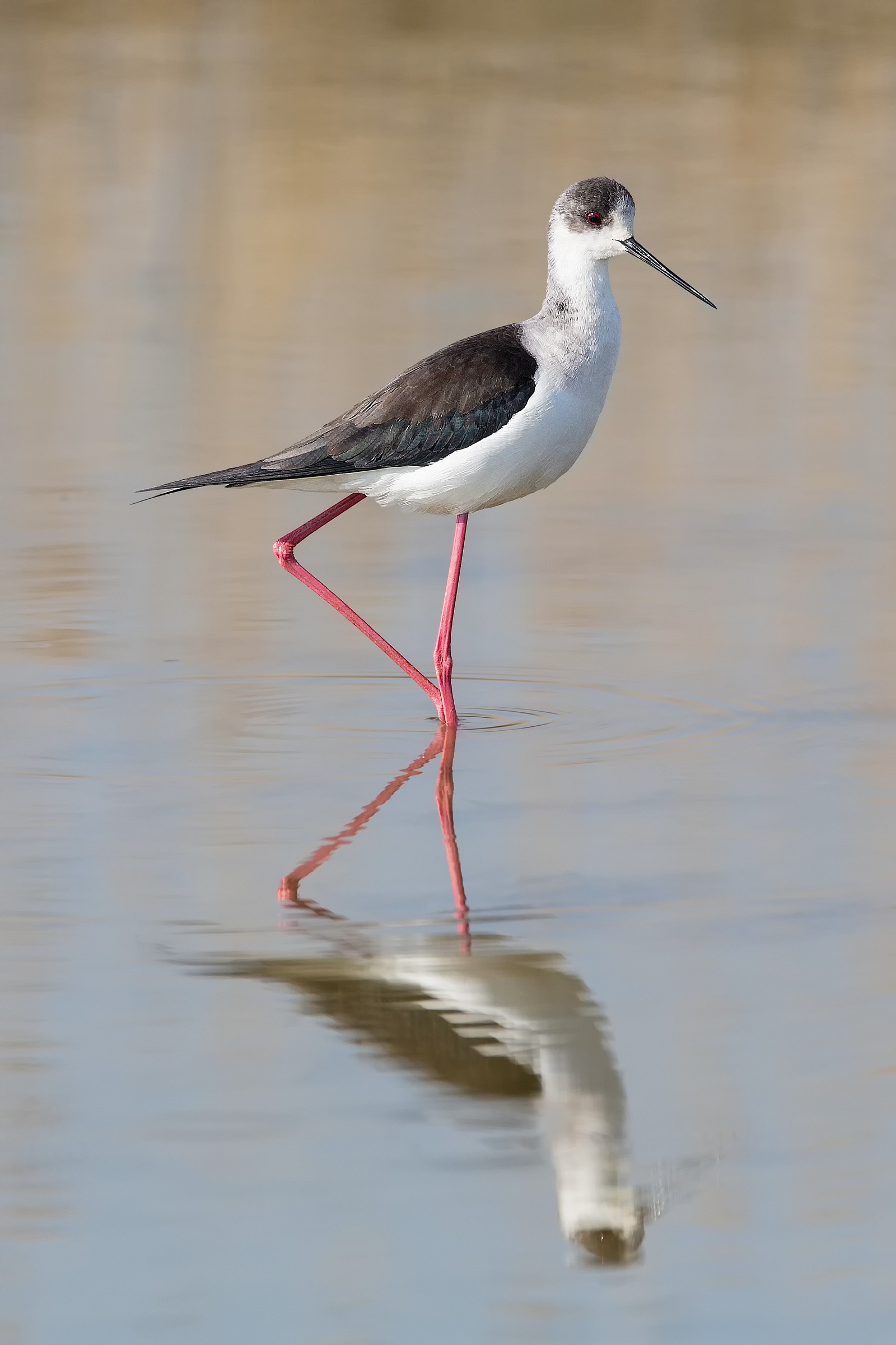 Parco della Piana - Sesto Fiorentino - 06