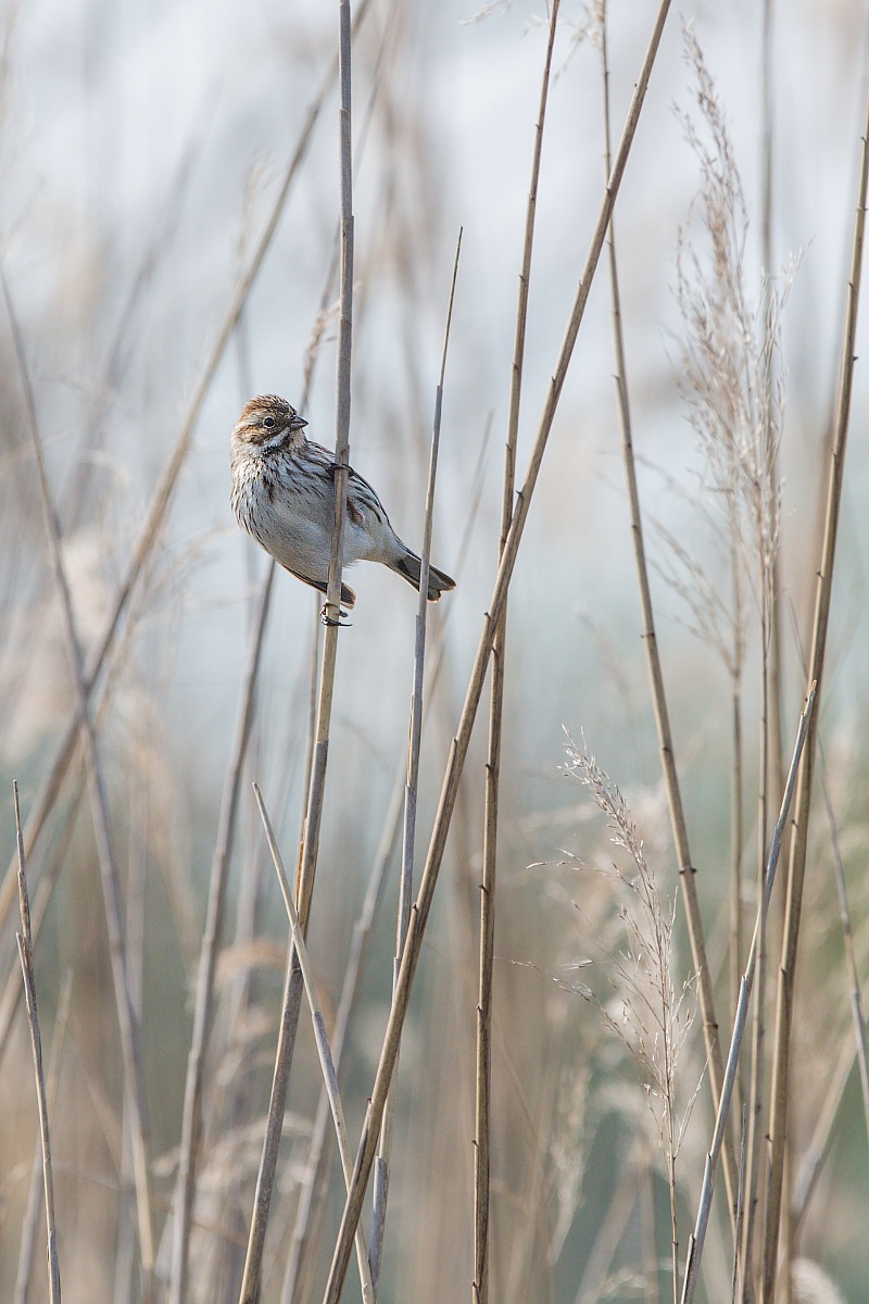 Parco della Piana - Sesto Fiorentino - 07