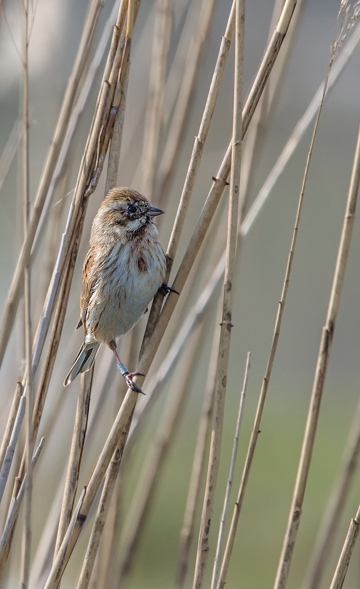 Parco della Piana - Sesto Fiorentino - 08