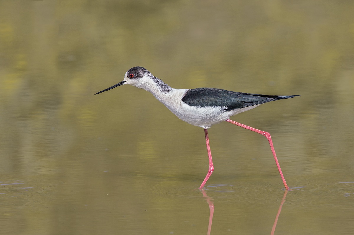 Parco della Piana - Sesto Fiorentino - 09