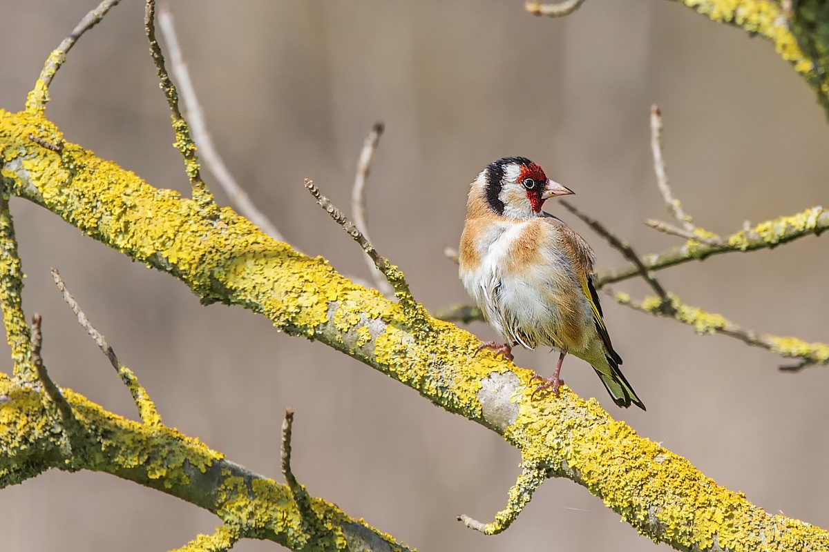 Parco della Piana - Sesto Fiorentino - 11