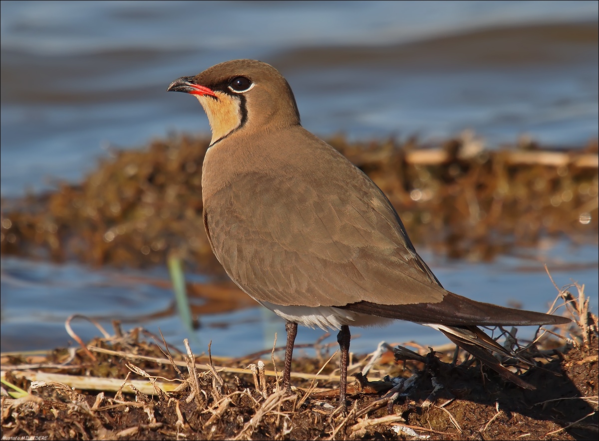 Colletto Pranticole ...
