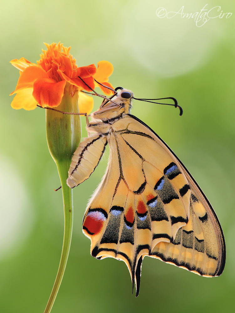 Papilio machaon (Linnaeus, 1758)