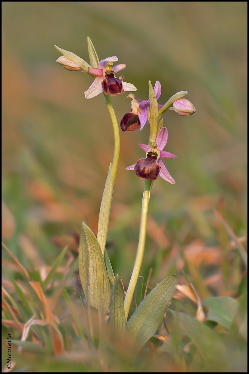 Ophrys exaltata