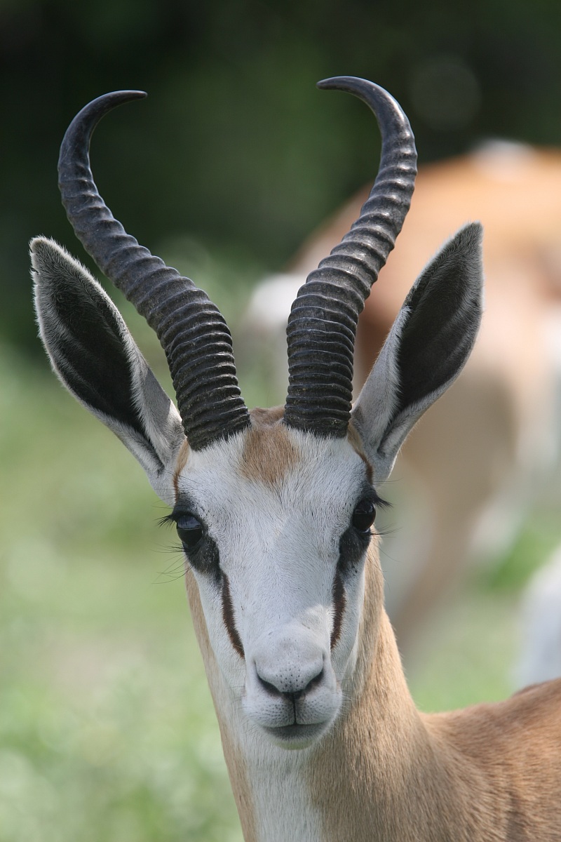Antilope saltante