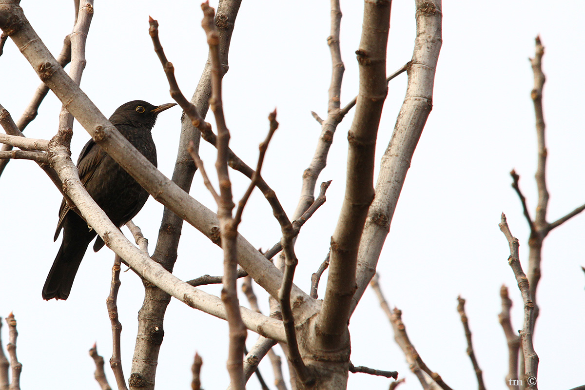 Turdus merula