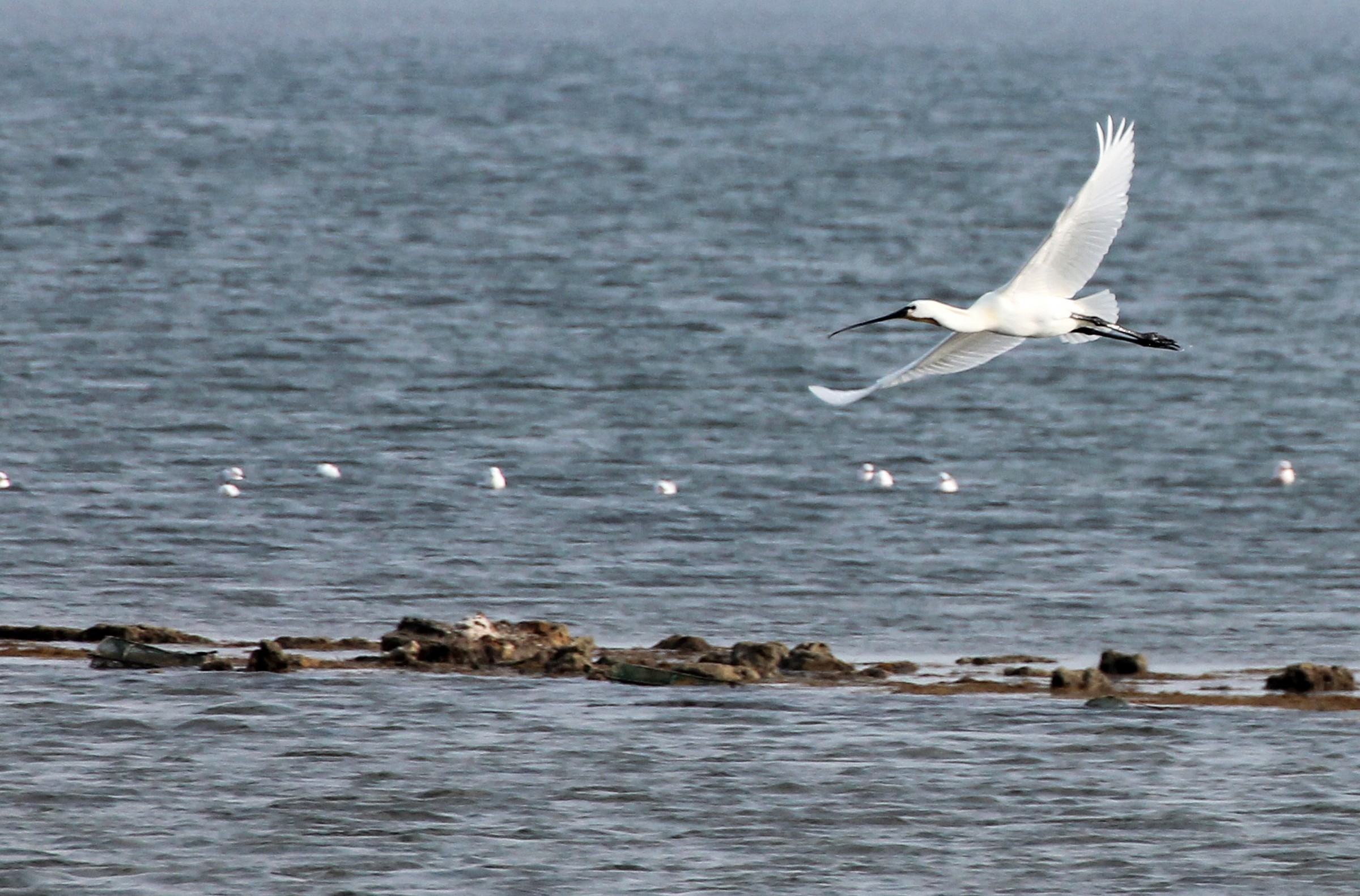Eurasian spoonbill (Spatula)