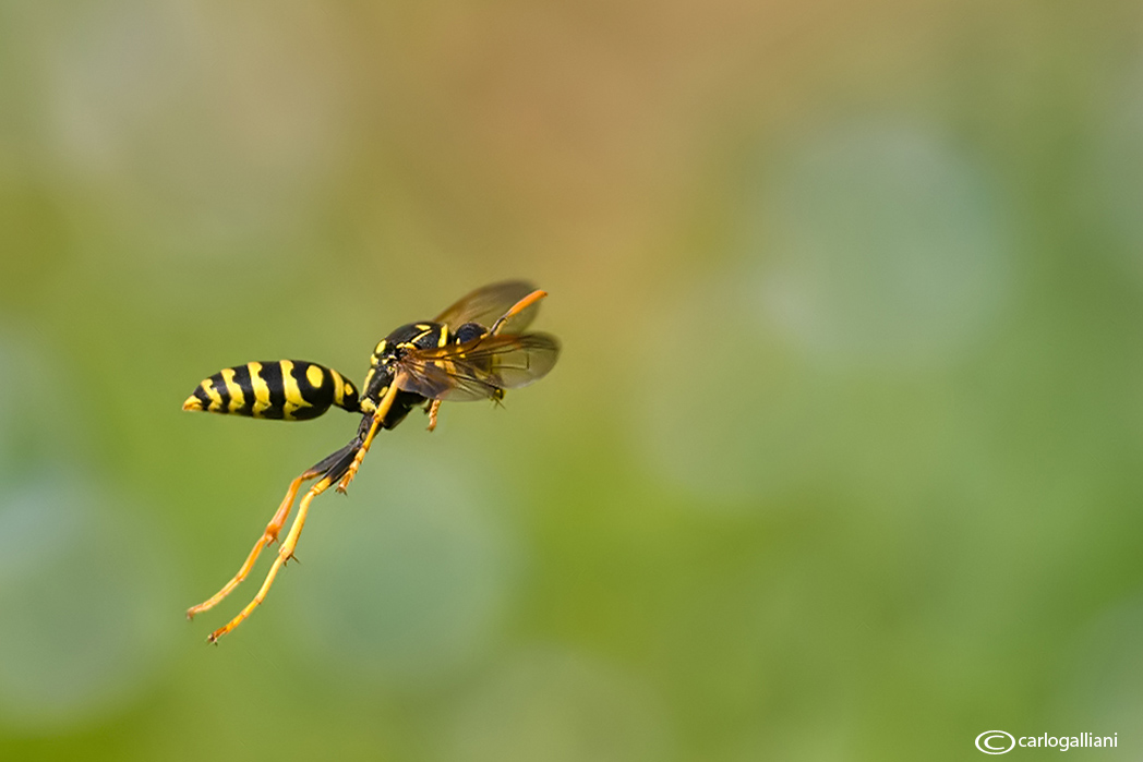 The dance of the wasp