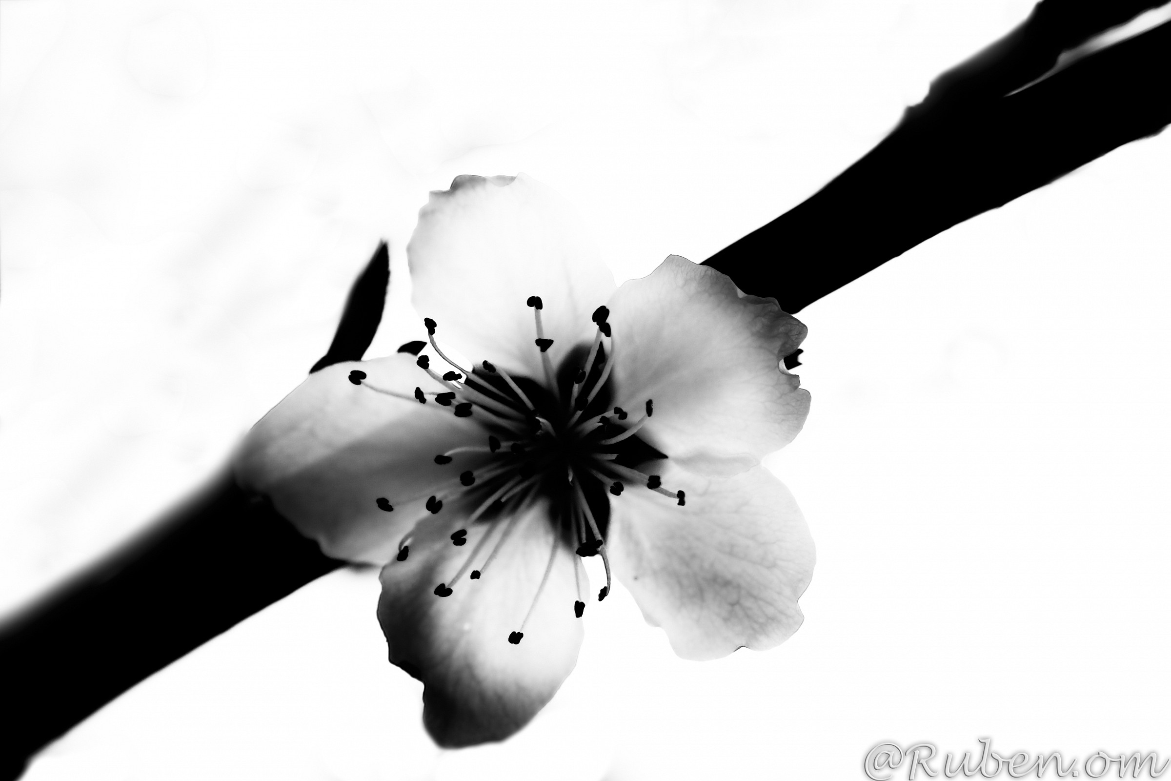 Essenza della primavera