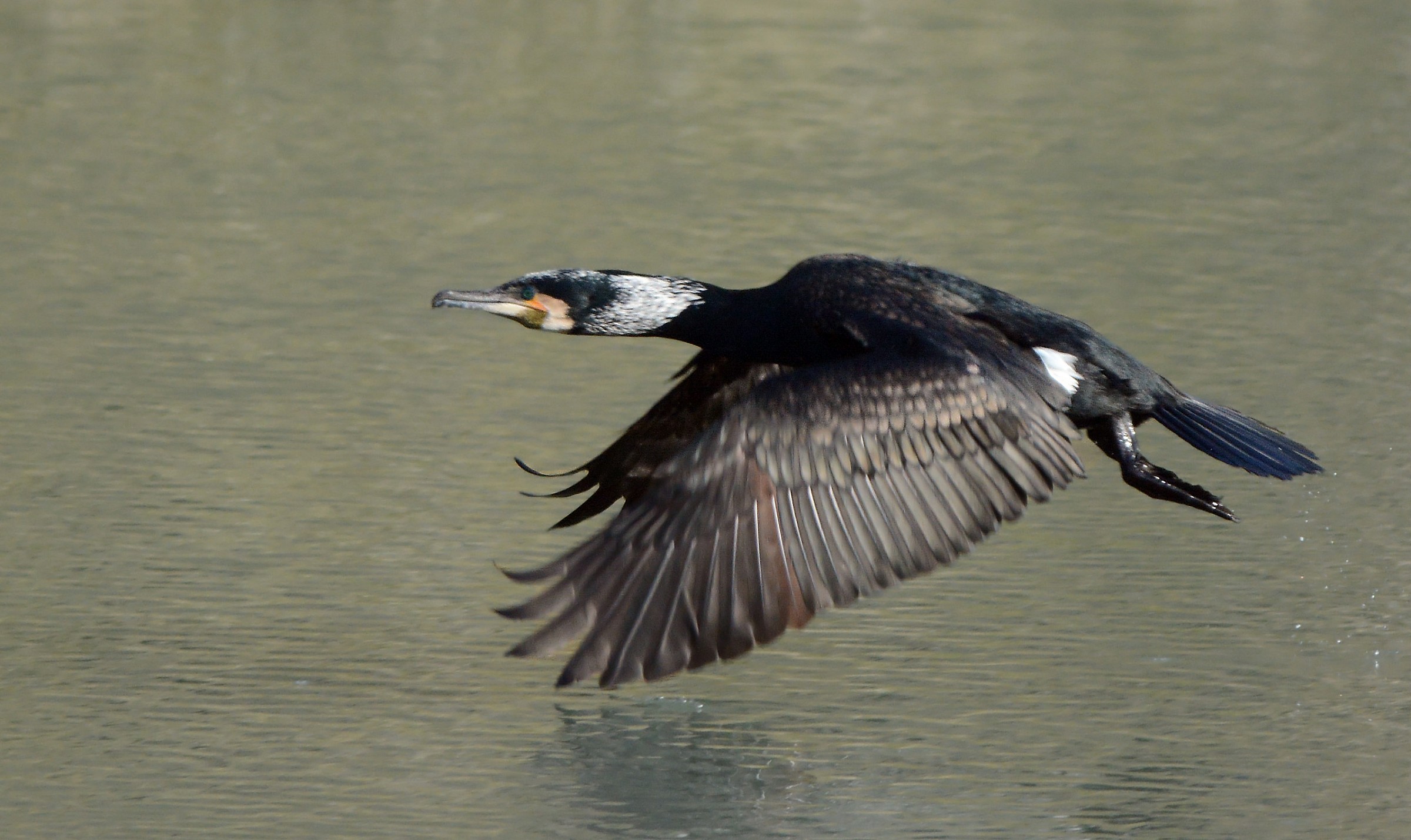 Phalacrocorax carbo  in volo.