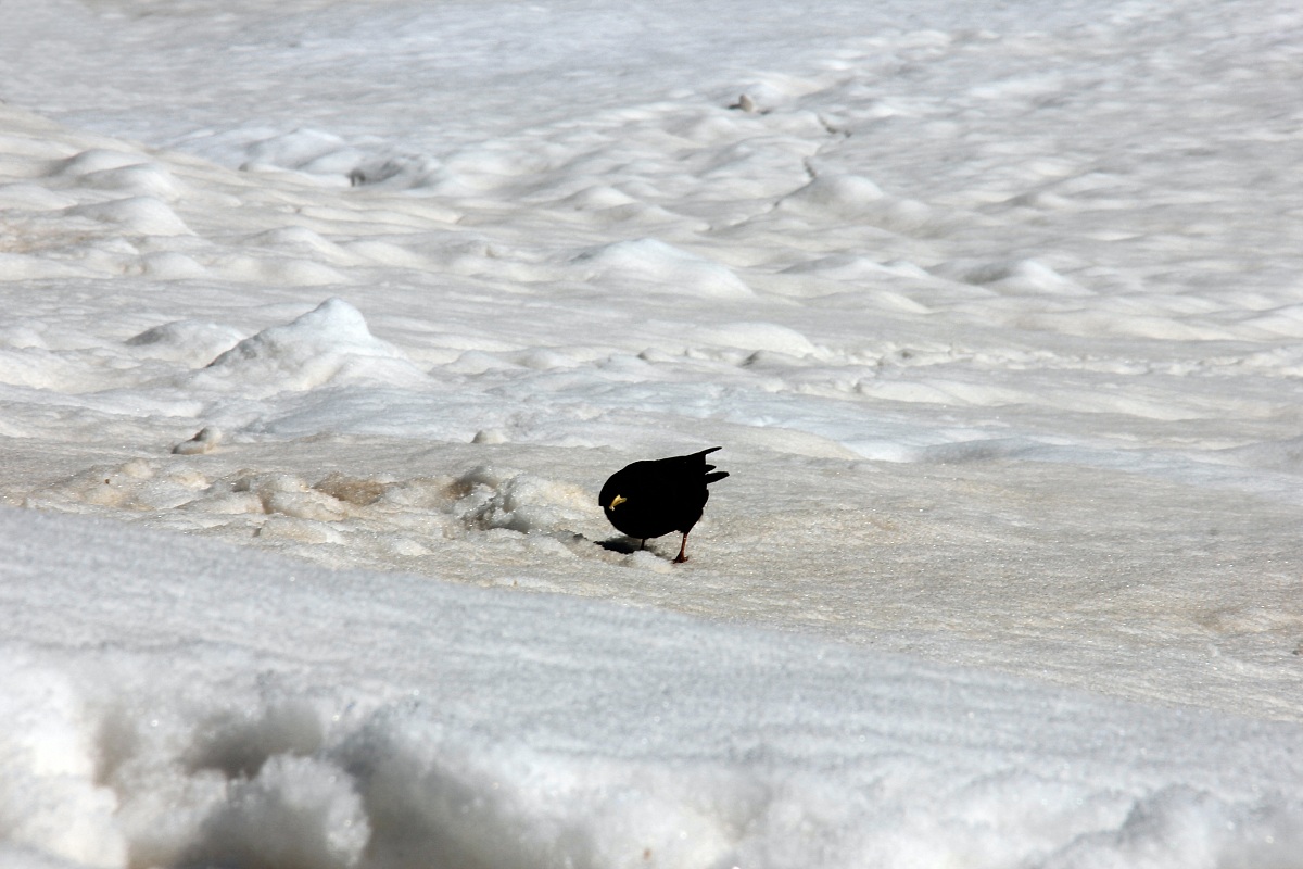 Alla ricerca di cibo