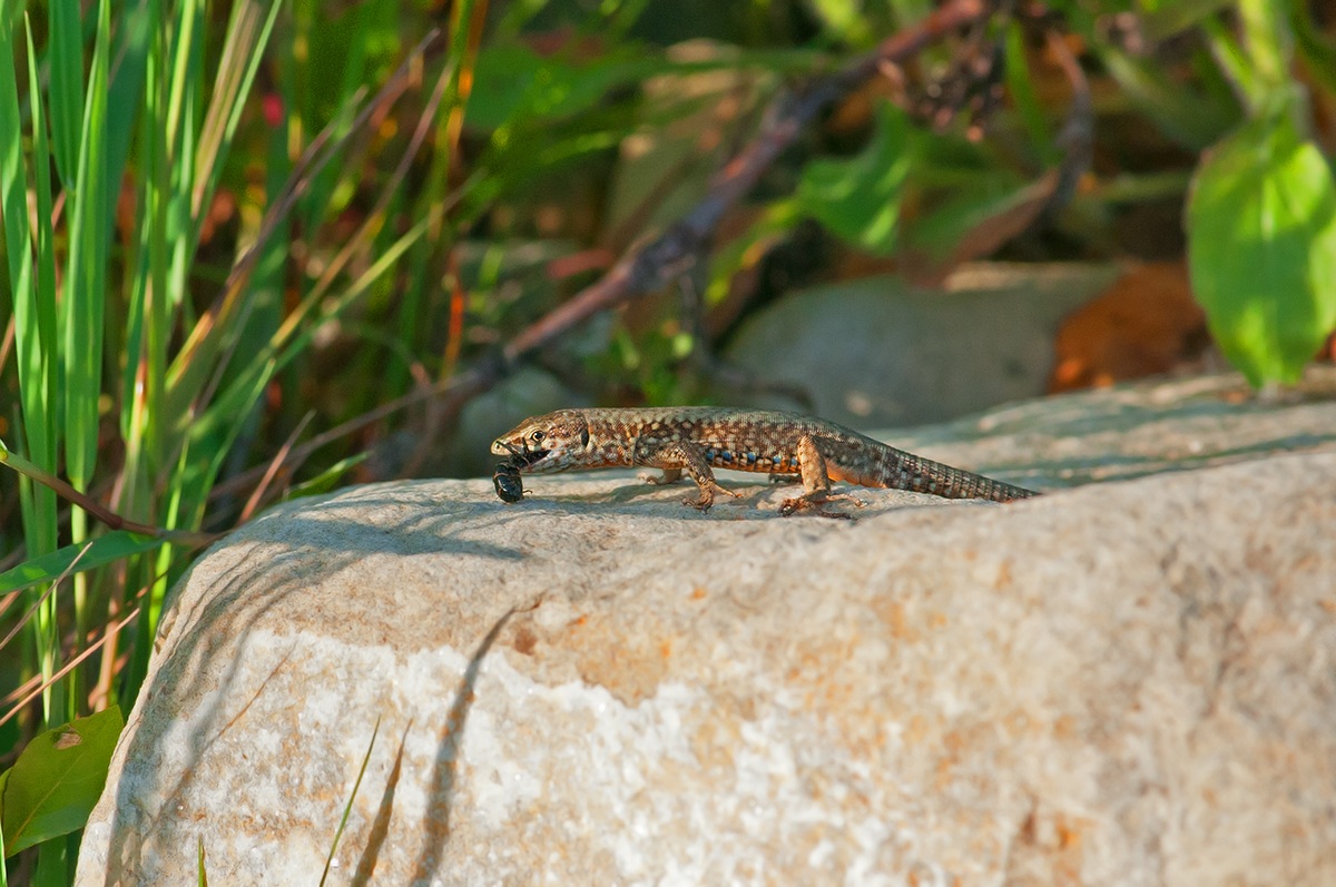 IL pasto della lucertola