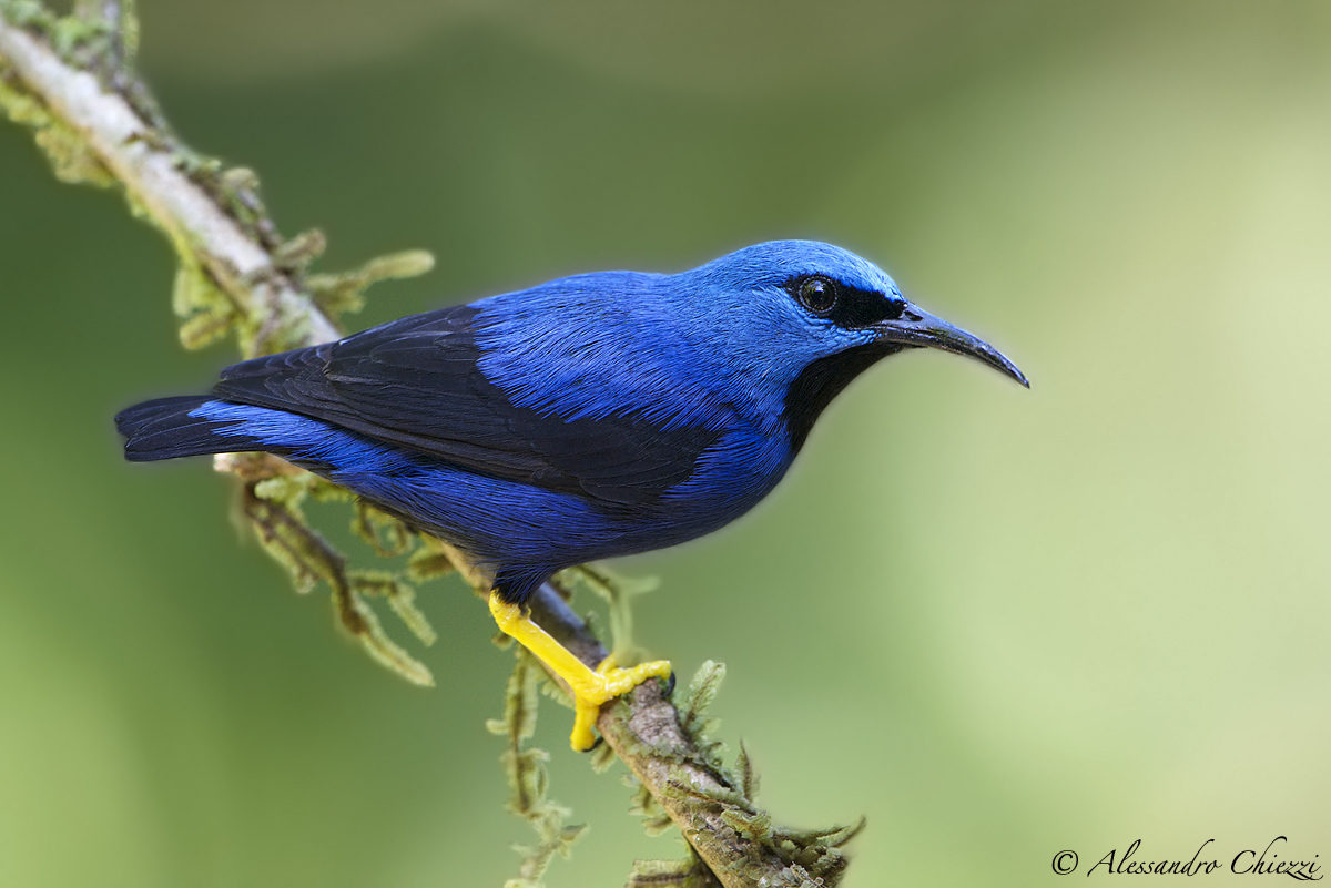 Cianerpe shining (male)